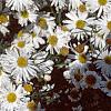 Boltonia asteroides 'Snowbank', flowers