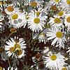 Boltonia asteroides 'Snowbank', flowers