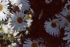 Boltonia asteroides 'Snowbank', flowers