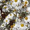 Boltonia asteroides 'Snowbank', flowers