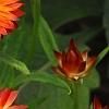 Bracteantha 'Flobrafla', flowers