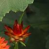 Bracteantha 'Flobrafla', flowers
