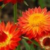Bracteantha 'Flobrafla', flowers