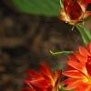 Bracteantha 'Flobrafla', flowers