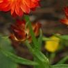 Bracteantha 'Flobrafla', flowers