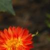 Bracteantha 'Flobrafla', flowers