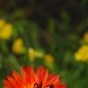 Bracteantha 'Flobrafla', flowers