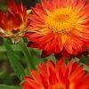 Bracteantha 'Flobrafla', flowers