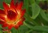 Bracteantha 'Flobrafla', flowers