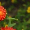 Bracteantha 'Flobrafla', flowers