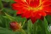 Bracteantha 'Flobrafla', flowers