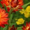 Bracteantha 'Flobrafla', flowers
