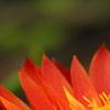Bracteantha 'Flobrafla', flowers