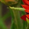 Bracteantha 'Flobrafla', flowers