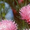 Callistephus chinensis 'Seastar Mix', flowers