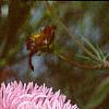 Callistephus chinensis 'Seastar Mix', flowers
