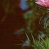 Callistephus chinensis 'Seastar Mix', flowers