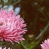 Callistephus chinensis 'Seastar Mix', flowers