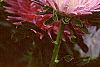 Callistephus chinensis 'Seastar Mix', flowers