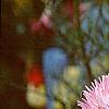 Callistephus chinensis 'Seastar Mix', flowers