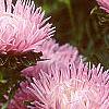 Callistephus chinensis 'Seastar Mix', flowers