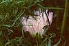 Callistephus chinensis 'Seastar Mix', flowers
