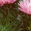 Callistephus chinensis 'Seastar Mix', flowers