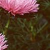 Callistephus chinensis 'Seastar Mix', flowers