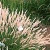 Centaurea cineraria 'Colchester White', habit