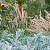 Centaurea cineraria 'Colchester White', habit