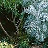 Centaurea cineraria 'Colchester White', habit