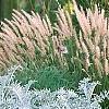 Centaurea cineraria 'Colchester White', habit
