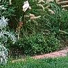 Centaurea cineraria 'Colchester White', habit