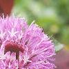 Centratherum punctatum 'Brazilian Button', flowers