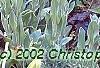 Cheirolophus sempervirens, habit