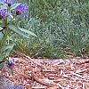 Cheirolophus sempervirens, habit
