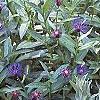 Cheirolophus sempervirens, habit