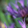Cheirolophus sempervirens, flowers