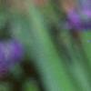 Cheirolophus sempervirens, flowers