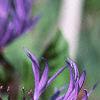 Cheirolophus sempervirens, flowers