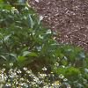 Chamaemelum nobile, habit