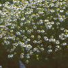 Chamaemelum nobile, habit
