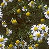 Chamaemelum nobile, flowers