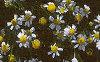 Chamaemelum nobile, flowers