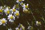 Chamaemelum nobile, flowers