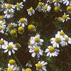 Chamaemelum nobile, flowers