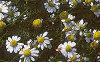 Chamaemelum nobile, flowers