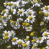 Chamaemelum nobile, flowers