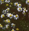 Chamaemelum nobile, flowers