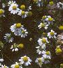 Chamaemelum nobile, flowers